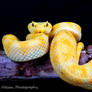 Eyelash viper on a branch