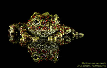 Vietnamese mossy frog 2