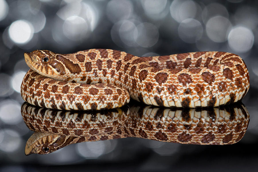 Festive Western hognose snake