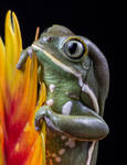 Waxy monkey frog by AngiWallace