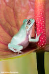 Whites tree frog by AngiWallace