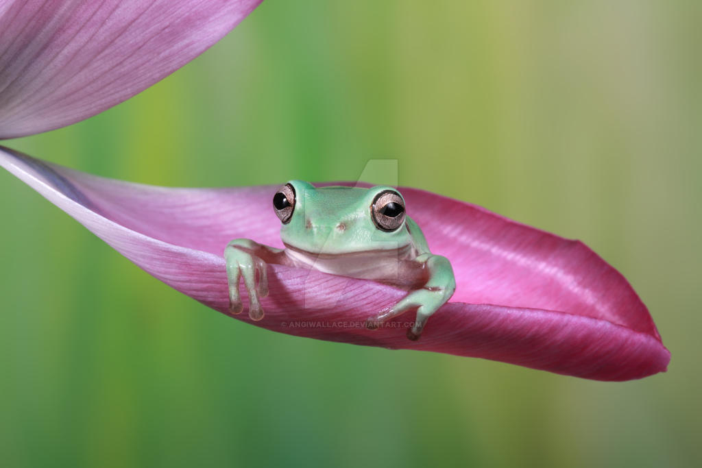 The cute frog by AngiWallace on DeviantArt
