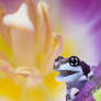 Young Milk frog