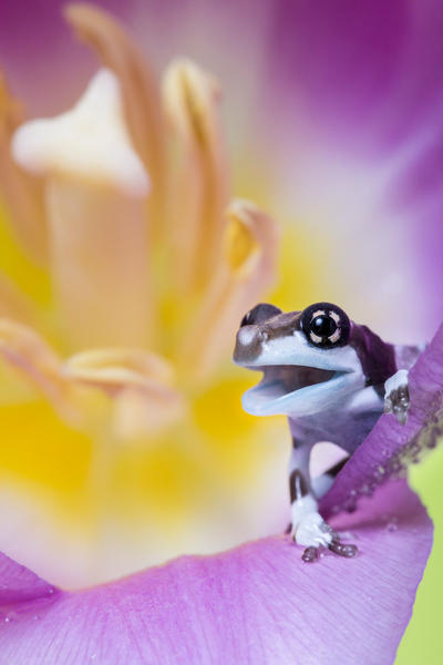 Young Milk frog by AngiWallace