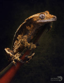 Crested gecko portrait