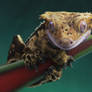 Cute Crested gecko