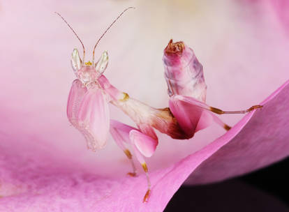 Orchid mantis