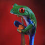 Red eyed tree frog climbing