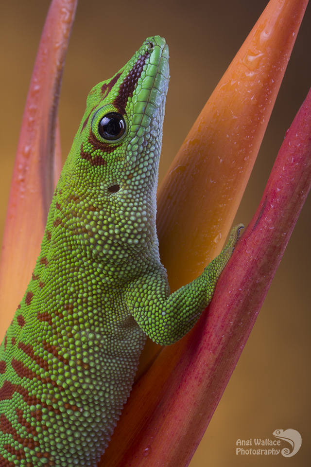 Day gecko close up