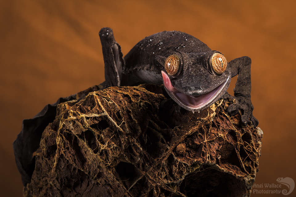 Giant Leaf tailed gecko