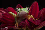 Lemur leaf frog by AngiWallace