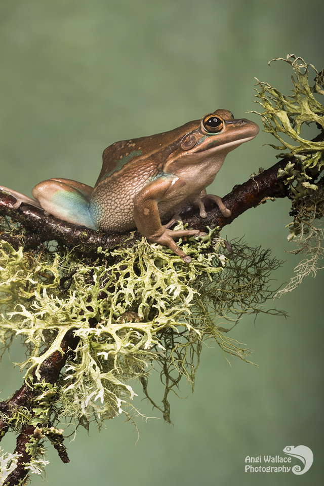 Green and gold bell frog