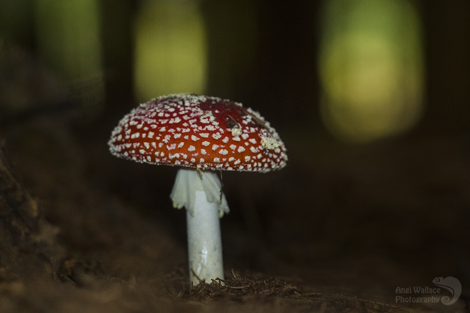 Magical mushrooms