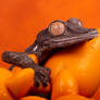 Leaf tailed gecko on orange fruit