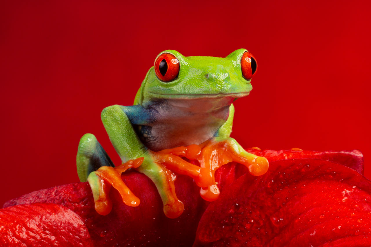 Red on red