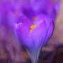 Lone Purple Crocus