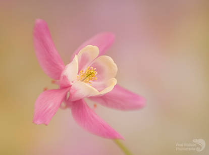 Pink Aquilegia