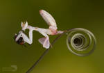 Orchid mantis eating flesh fly by AngiWallace