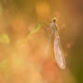 Female Common blue Damselfly in sunlit bokeh