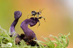 Spiny flower mantis on mushrooms by AngiWallace