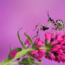 Spiny flower mantis on pink flowers