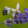 Orchid mantis eating flesh fly on lavender