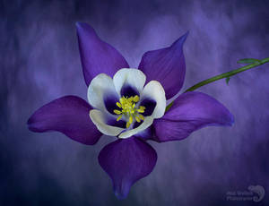 Purple Aquilegia