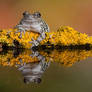 Grays tree frog reflection