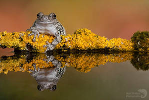 Grays tree frog reflection