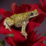 Western green toad on red flowers