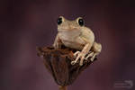 Cuban tree frog by AngiWallace