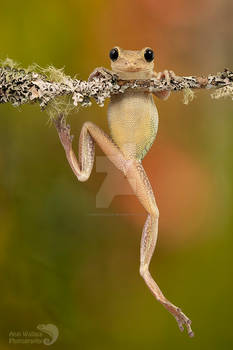 Happy Cuban tree frog climbing