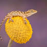 Annulated gecko baby