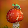 Red eyed tree frog on Fly agaric mushroom