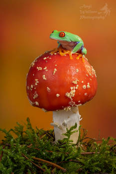 Red eyed tree frog on Fly agaric mushroom