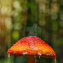 Fly agaric mushroom