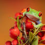 Red eyed tree frog on red berries