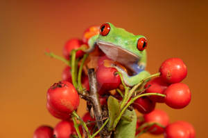 Red eyed tree frog on red berries