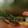 Young Fly Agaric mushroom