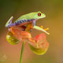 Red eyed tree frog moving