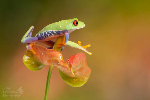 Red eyed tree frog moving