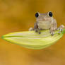 Cuban tree frog on lily