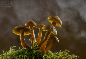 Sulphur tuft mushrooms by AngiWallace