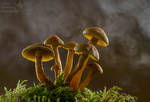 Sulphur tuft mushrooms by AngiWallace