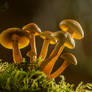 Sulphur tuft mushrooms lit up