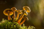 Sulphur tuft mushrooms lit up