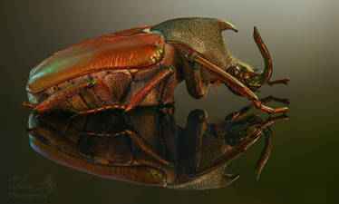 Scarab beetle focus stacked