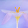 Crocus swan