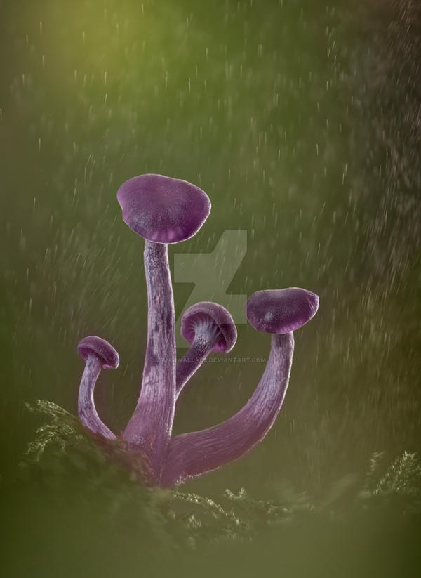 Amethyst deceivers focus stacked