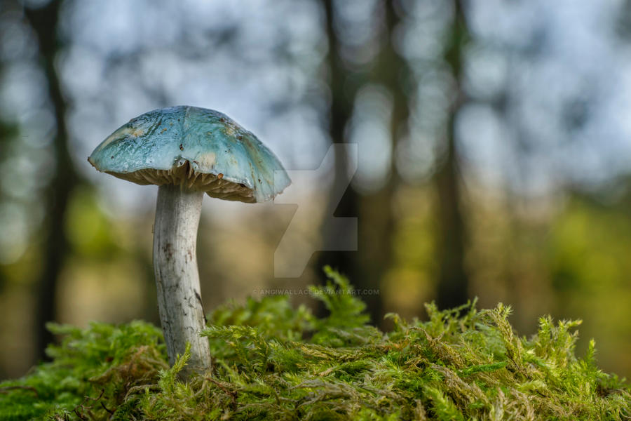 Roundheads Deviantart Blue roundhead mushroom by AngiWallace on DeviantArt